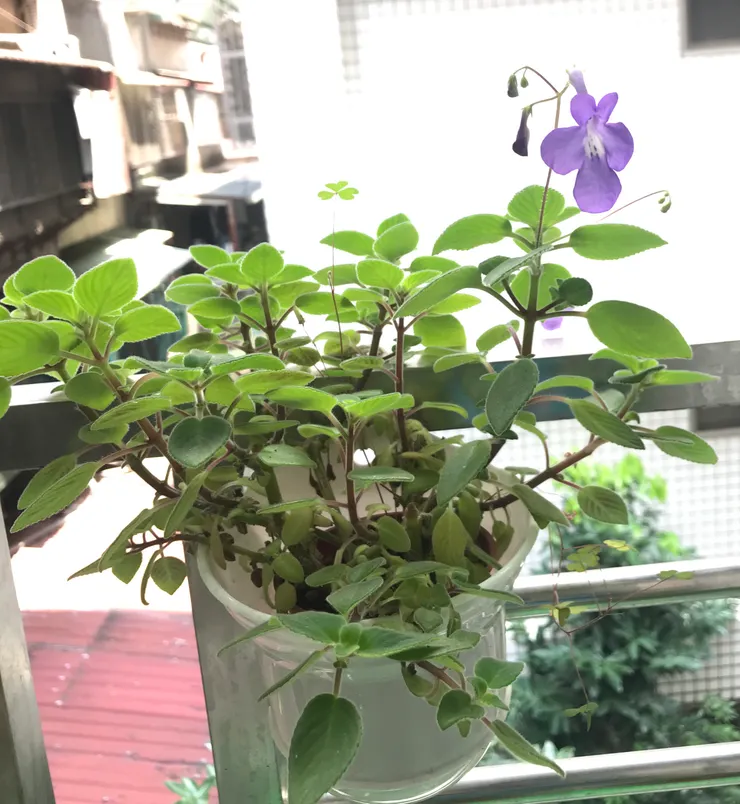 2024-4-3主臥窗外未直射太陽光的環境下，這盆遲開的海豚花終究是開花了，花型比起較有陽光照射且盆子大一些的海豚花來得小一些