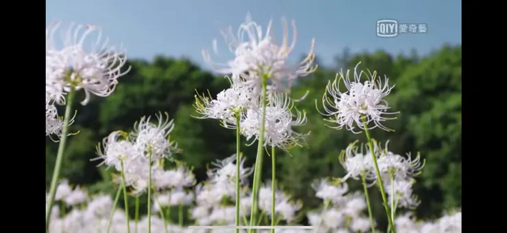 圖片擷取自愛奇藝網站