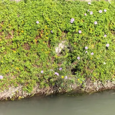安東泥的活水森林
