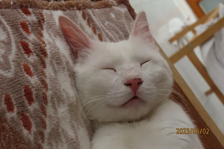 圖九: 我看著牠，像個乖寶寶，是貓屋內我最喜歡的一隻貓。