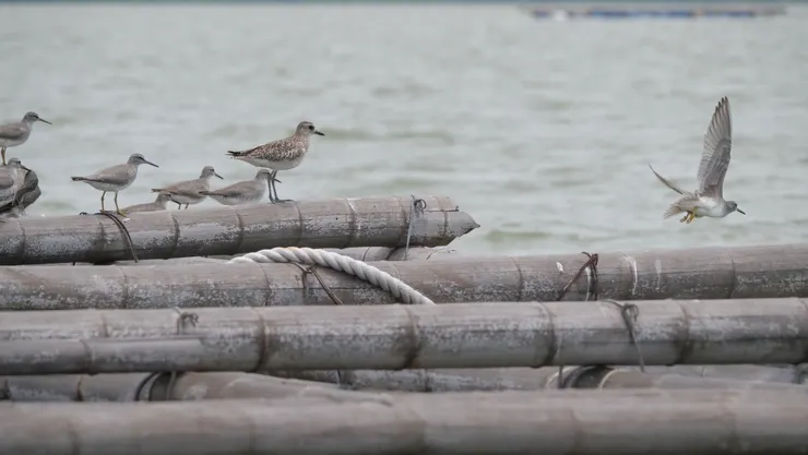 體型比較大是記認關鍵