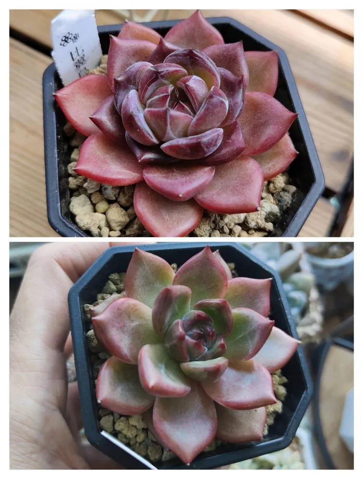 比翼鳥不管在何時期都美