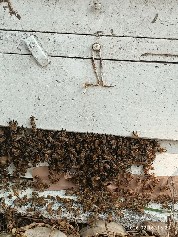 漫親近蜂群飛繞