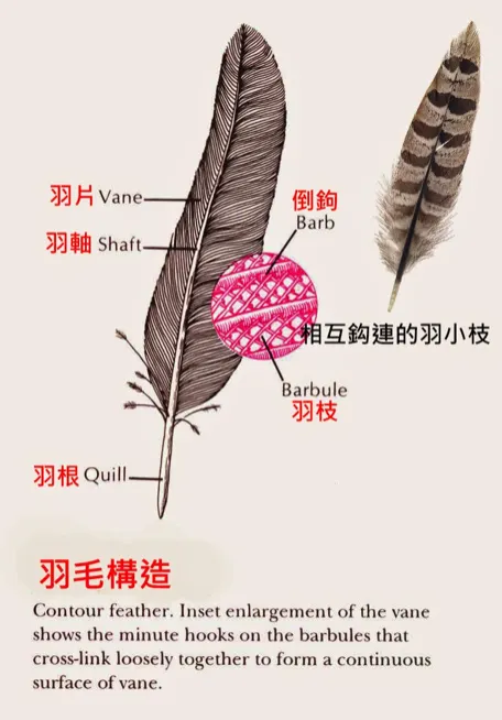 圖片來自LUCAS的解說筆記