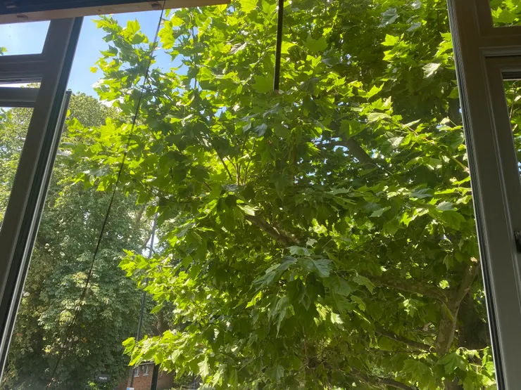 住處窗外的綠葉