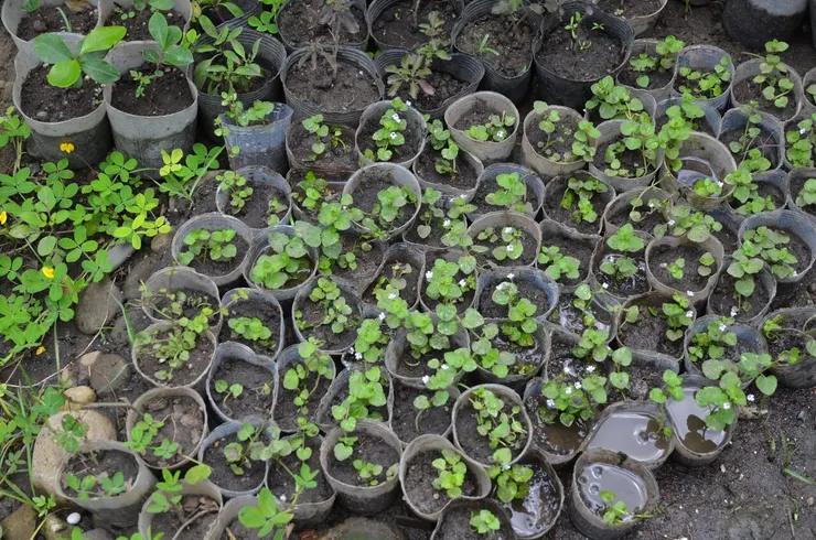 心葉水薄荷扦插苗圃