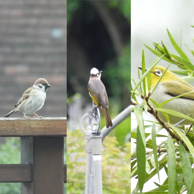 圖片來自：Monica Sya 小蝦