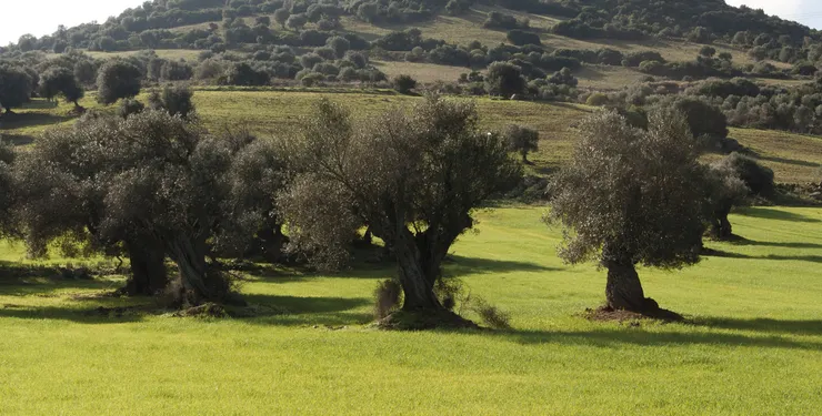 薩丁尼亞的橄欖樹