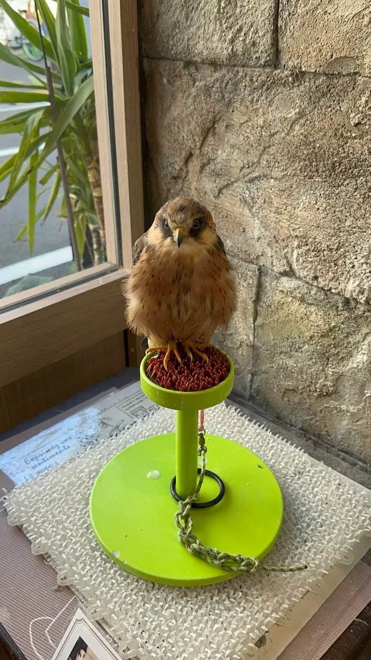 可以摸但不給我摸的孩紙QQ