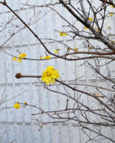 素心臘梅：馬年不當牛馬，不忘初心。