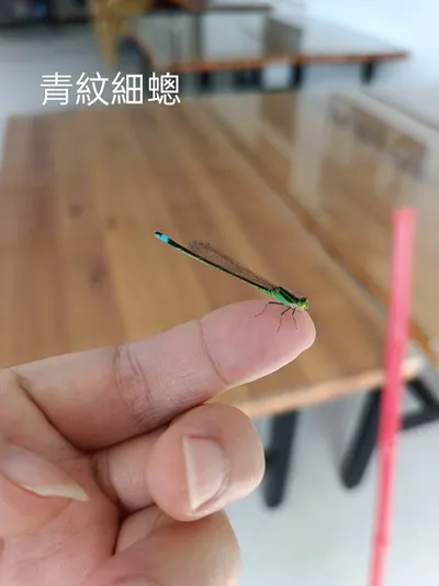 上班遇見的神奇寶貝