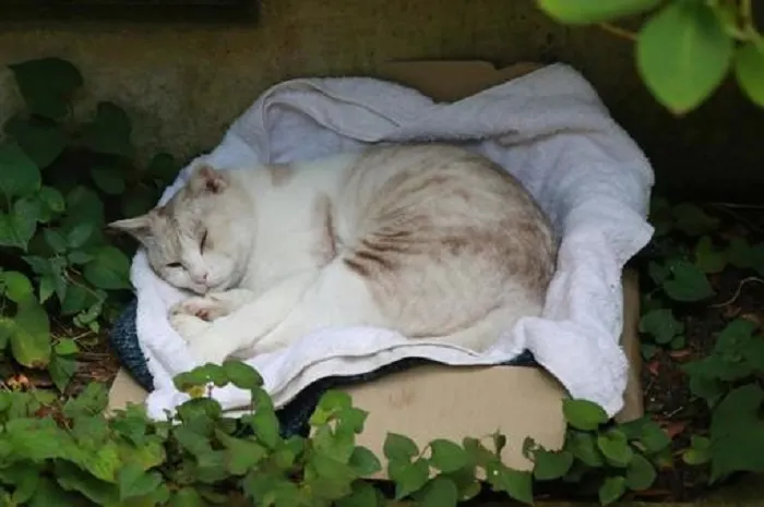 睡眠的敵人：生活習慣如何加劇失眠問題