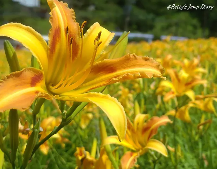 ▲2025花現台七「桃園繡球金針農遊趣」/ 圖片來源：Betty's Jump Diary