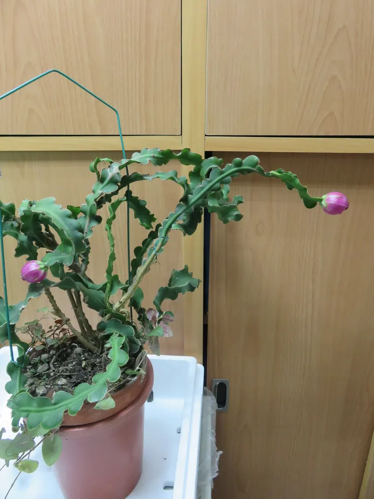 林口養生村105.10.28