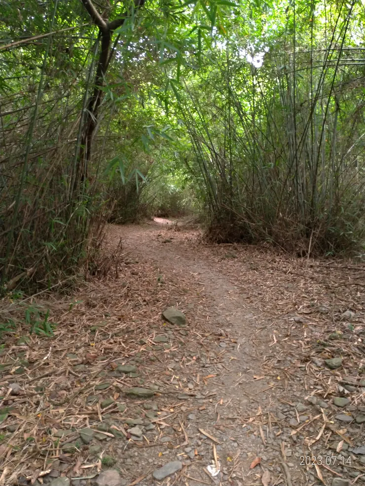 竹林蔽日風影搖，步道當日只遇本國女子領四男一女美籍青年遊