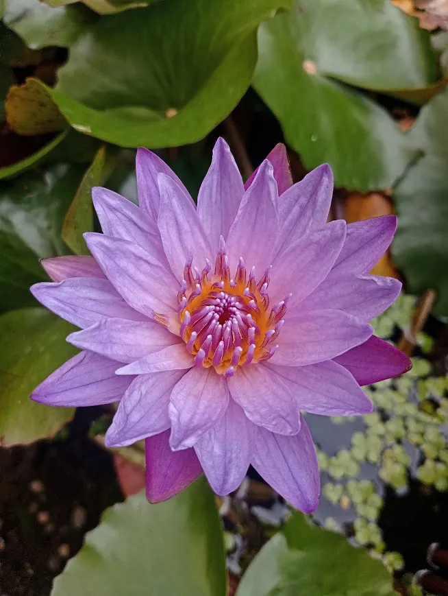 幸福菜園種的-紫蓮