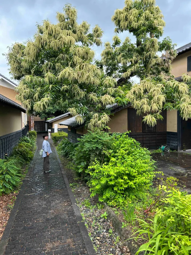 栗子花滿開，空氣中有奇妙的味道