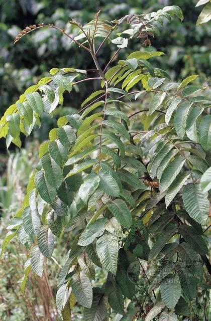 圖1 羅氏鹽膚木 資料來源：典藏臺灣（DigitalArchives.tw）