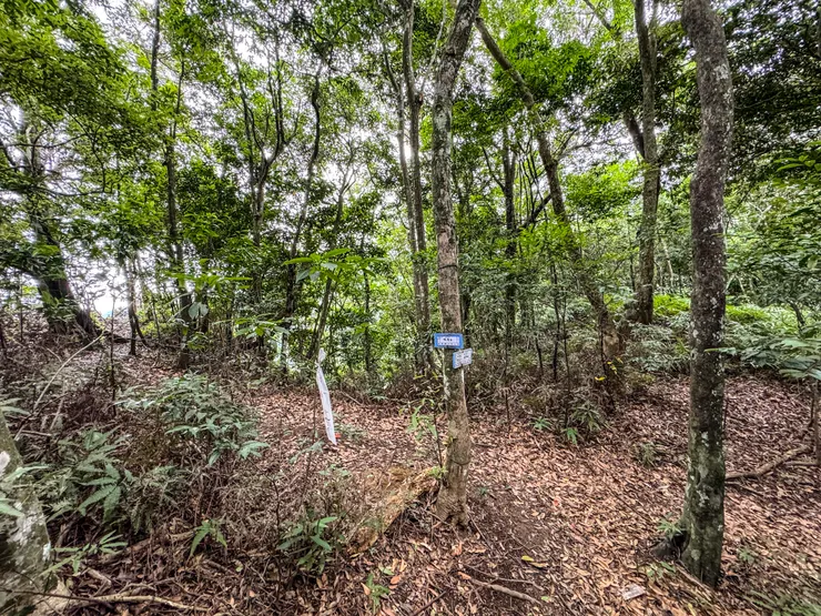 1118 抵逹 金平山西稜/678峰觀景台叉/金平山、觀音洞三叉路口