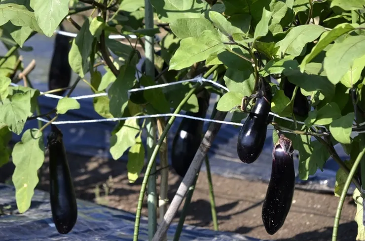 秋茄子 (圖片來自Photo-ac)