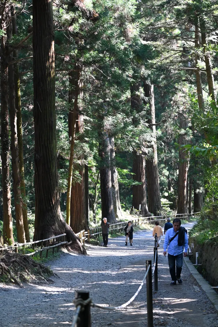 月見坂兩旁有300歲的杉木幫忙遮陽,走起來非常舒服/攝影:NANA濕婦