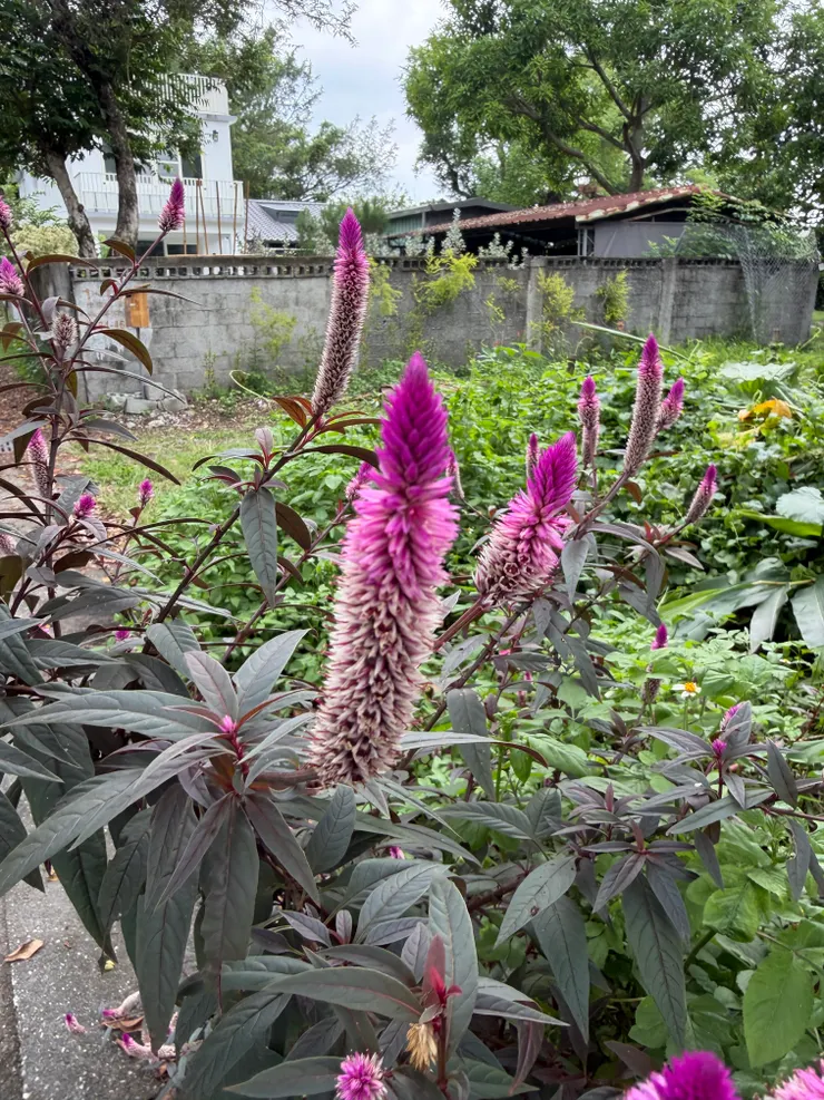 雞冠花，豔紅色漸層很漂亮