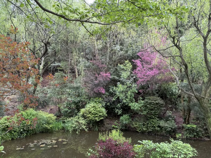 「地中美術館」館外的睡蓮池景