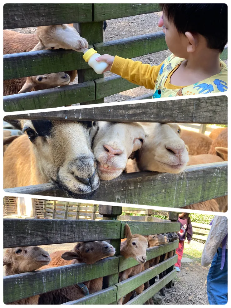 第三站可以餵小羊喝內內!真是可愛!