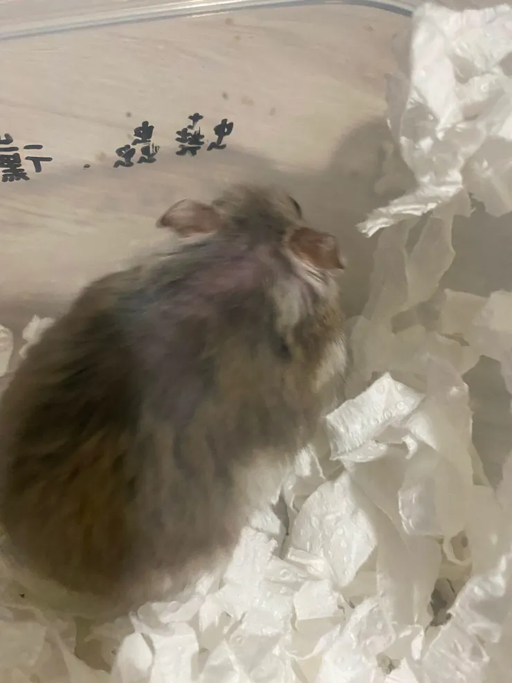 醫師剃八點部分背部毛，以利清潔