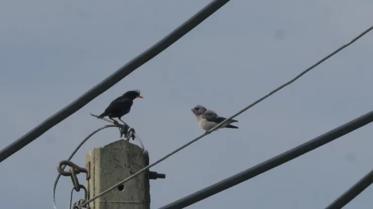 大八哥和栗背伯勞