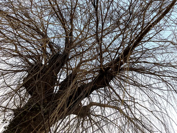 2025/02/18 雨水：住家巷口一戶人家後院，有參天柳樹一棵，每次外出散步必經過。節氣之始，以汝為證。 