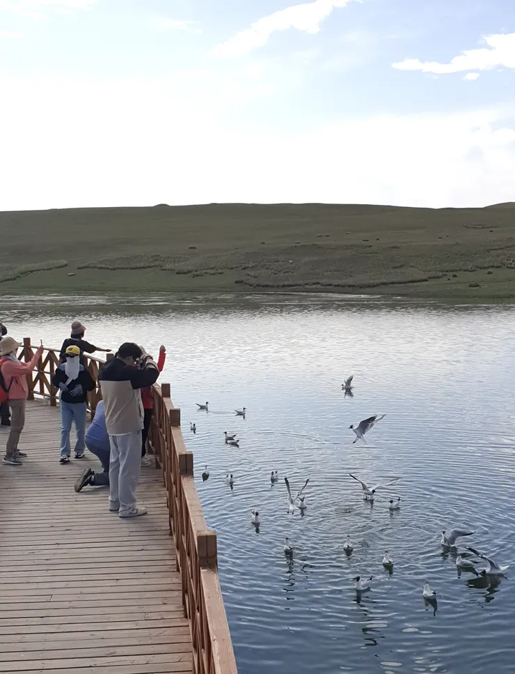 好多人拿麵包餵食鳥群，鳥兒爭食形成壯觀的畫面