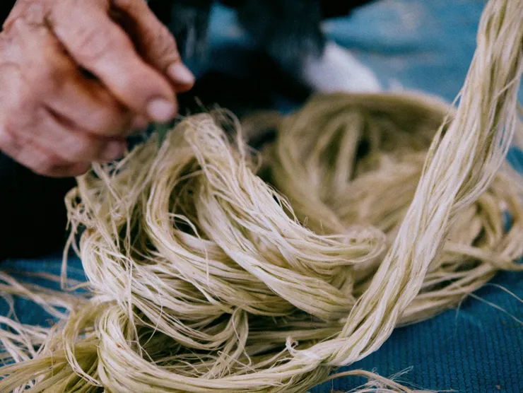 圖源網路：苧麻抽絲