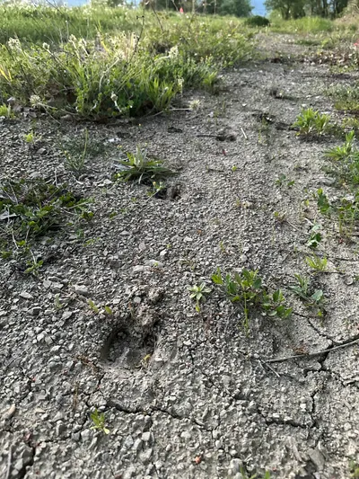 野豬騎士來囉！