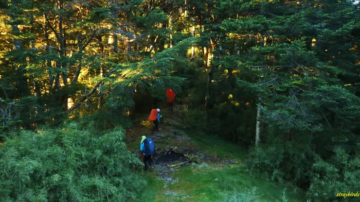 日出後金黃色的陽光灑在林間，光彩絃耀，像是在為勇敢出發的山友加油打氣。