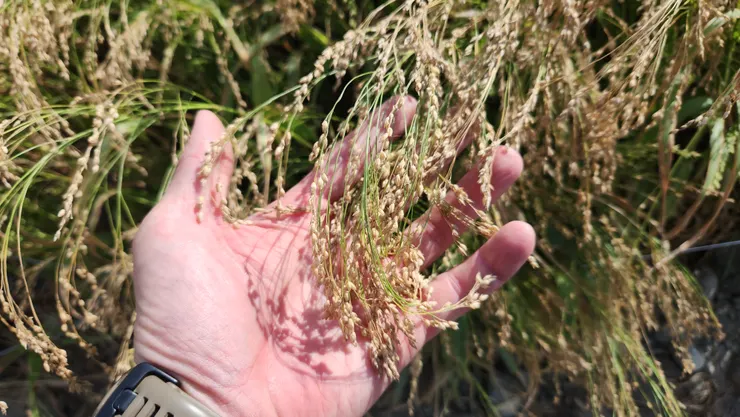 這金黃的一片若說是稻穀,那未免也太細瘦了;只知道或許是某種禾本科的植物。