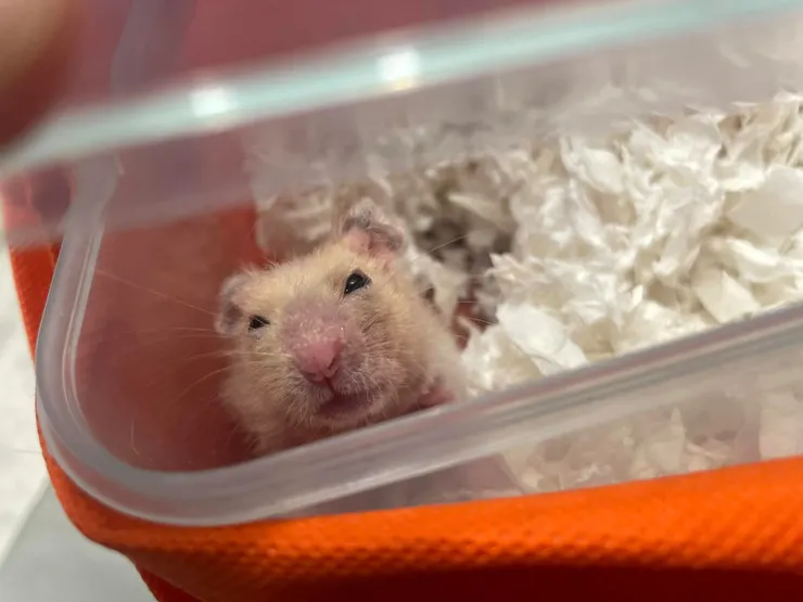 人類，我勸你快帶我回家