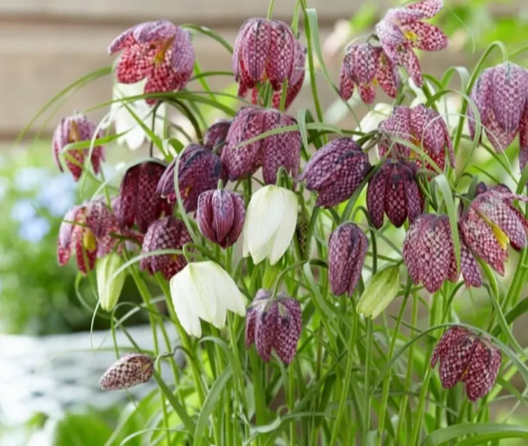 華西貝母(Fritillaria sichuanica)