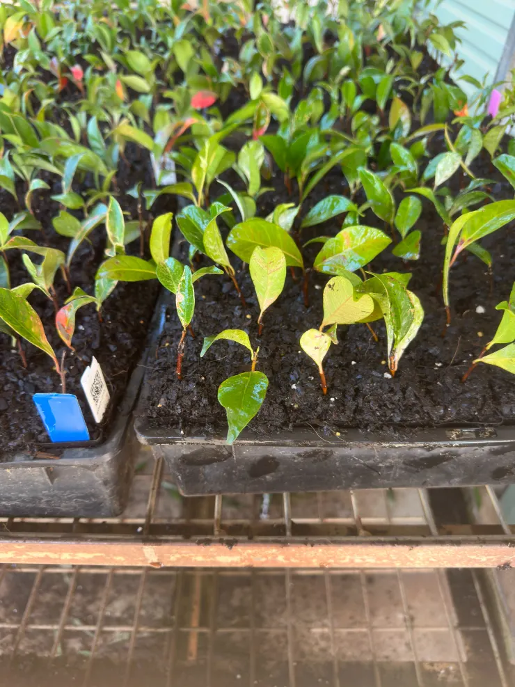 觀賞苗種植，每個小方格裡都是手種，一天要種20盆