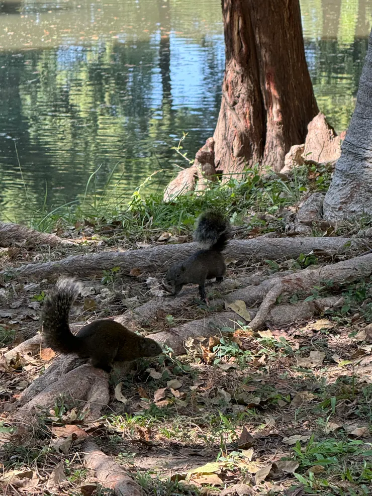 小松鼠樂的吶！