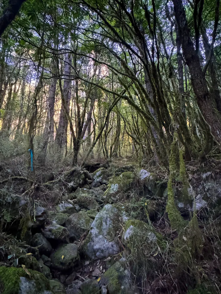 原始林相生氣勃勃，山羌叫聲近在咫尺。