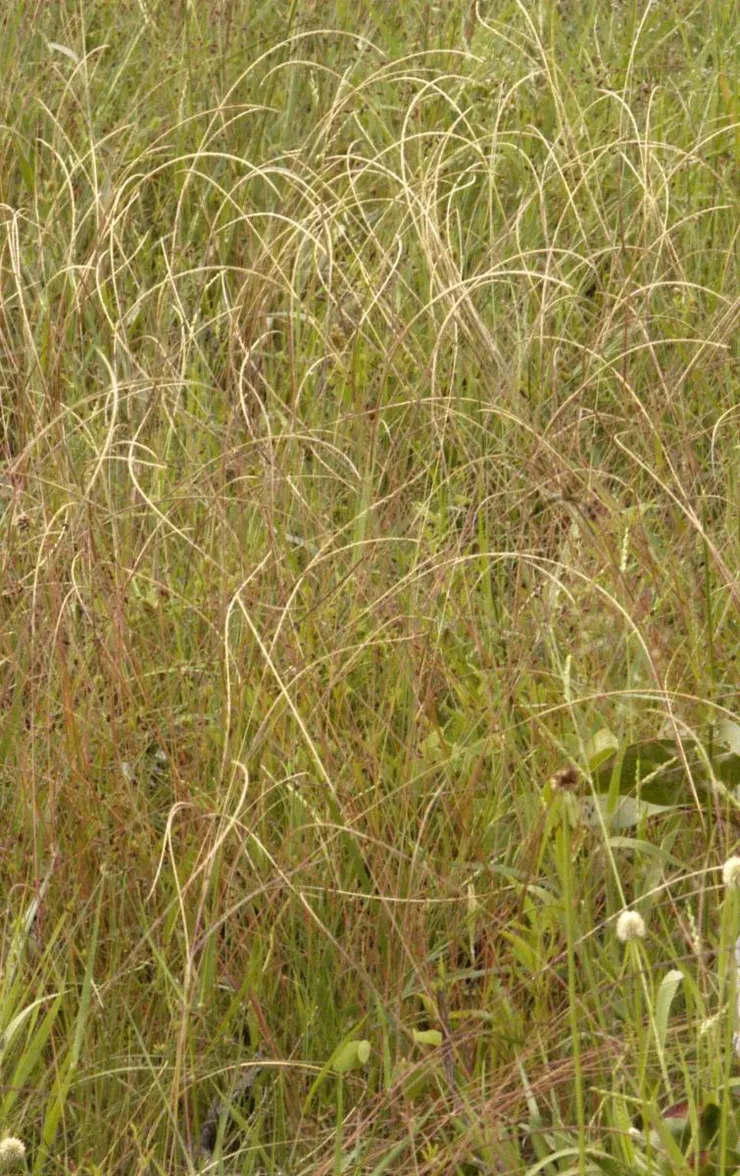 Microchloa caffra