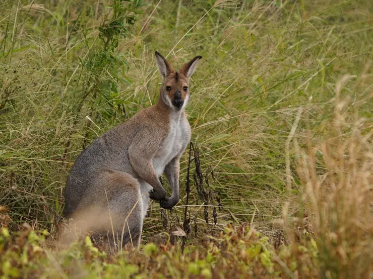 Red-necked Wallaby