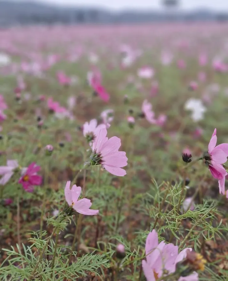 短日照條件讓大波斯菊提早開花