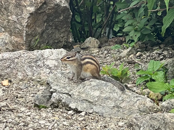 韓國山上常見小松鼠