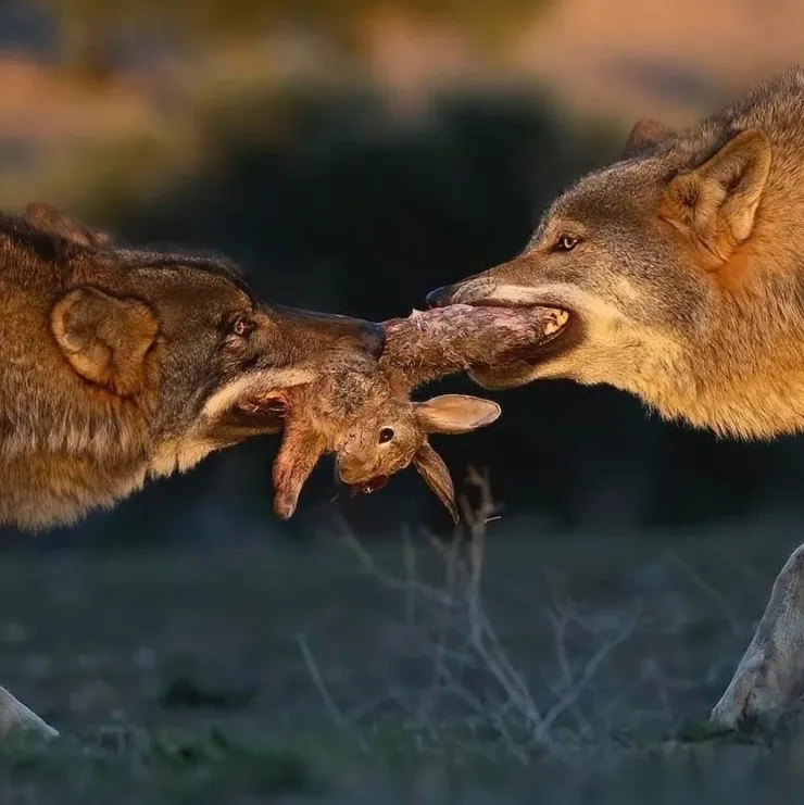 如何訓練你的狗-湯頭拔