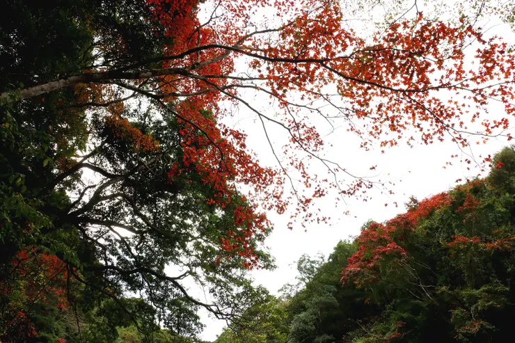 下至溪谷後即沿岸即可見楓紅片片