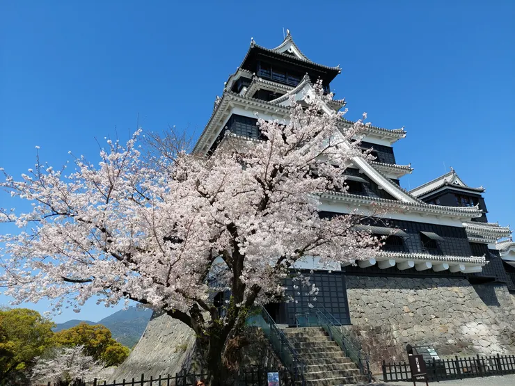 大天守與櫻花