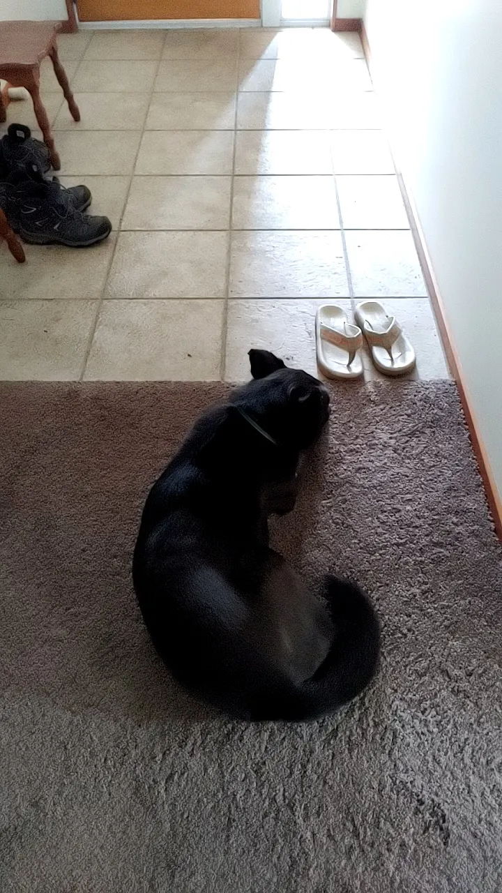 無奈地望君早歸