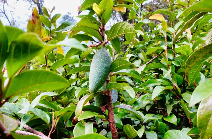 愛玉~雄株(長果)